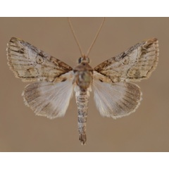 /filer/webapps/moths/media/images/D/diplogramma_Risoba_A_Butler.jpg