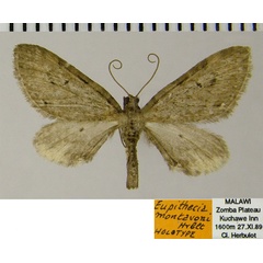 /filer/webapps/moths/media/images/M/montavoni_Eupithecia_HT_ZSM.jpg