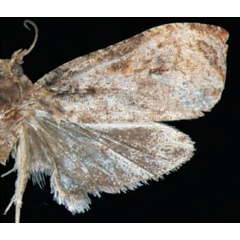 /filer/webapps/moths/media/images/B/brunneopostica_Eccopsis_HT_Trematerra.jpg