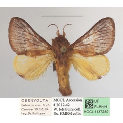 /filer/webapps/moths/media/images/G/gliricidiae_Miresa_A_MGCLa_01.JPG