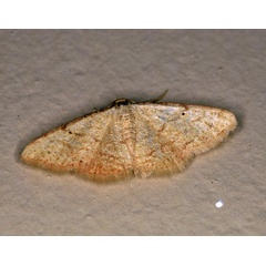 /filer/webapps/moths/media/images/A/aridata_Lomographa_A_Roland_01.jpg