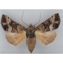 /filer/webapps/moths/media/images/N/nefanda_Illa_AF_TMSA.jpg