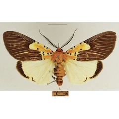 /filer/webapps/moths/media/images/S/speciosa_Asota_AM_TMSA_02.jpg