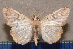 Egnasia vicaria