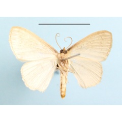 /filer/webapps/moths/media/images/R/rossi_Scopula_A_MGCLb_01.jpeg