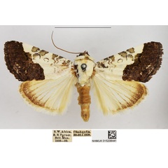 /filer/webapps/moths/media/images/D/discoidea_Acontia_AM_NHMUK.jpg