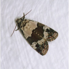 /filer/webapps/moths/media/images/S/subblandula_Maliattha_A_Roland_01_SGRJFOn.jpg