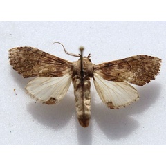 /filer/webapps/moths/media/images/P/persimilis_Disracha_A_Goff_02.jpg