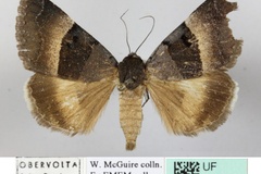 Plecopterodes molybdopasta