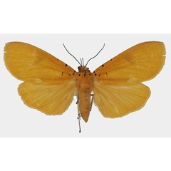 /filer/webapps/moths/media/images/B/borbonica_Asota_AF_Basquina.jpg