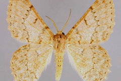 Pingasa abyssiniaria rufata