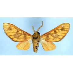 /filer/webapps/moths/media/images/D/danieli_Rhipidarctia_HT_ZSM_01.jpg