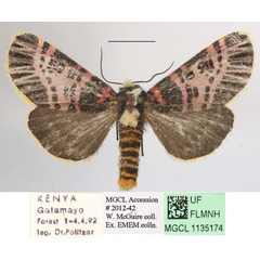 /filer/webapps/moths/media/images/N/nigrofasciatum_Capillamentum_A_MGCLa_01.jpg