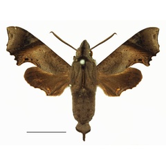 /filer/webapps/moths/media/images/C/curtula_Temnora_AM_Basquin_01a.jpg