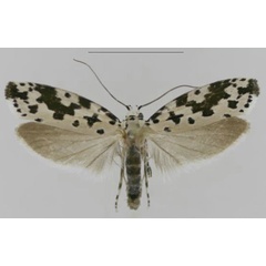 /filer/webapps/moths/media/images/S/sabiella_Ethmia_AM_MfN.jpg