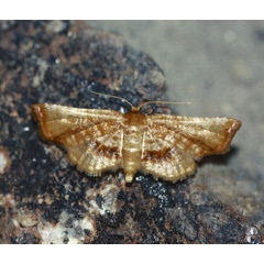 /filer/webapps/moths/media/images/R/roseola_Rhodoneura_A_Roland_01.jpg