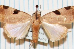 Honeyia clearchus