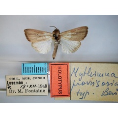 /filer/webapps/moths/media/images/P/provvisoria_Mythimna_HT_RMCA.jpg