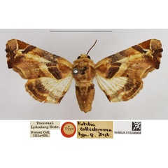 /filer/webapps/moths/media/images/C/callichroma_Eutelia_HT_NHMUK.jpg