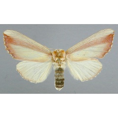 /filer/webapps/moths/media/images/O/ornata_Antheua_A_RMCA_02.jpg