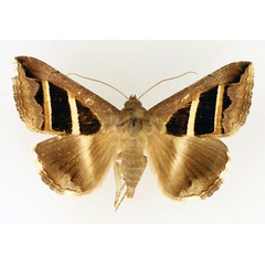 /filer/webapps/moths/media/images/B/bifasciata_Grammodes_AF_TMSA_02.jpg