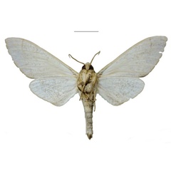 /filer/webapps/moths/media/images/M/morogoroensis_Neoclanis_PTM_EMEMb.jpg