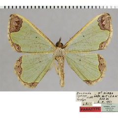 /filer/webapps/moths/media/images/C/cydippe_Zamarada_PTM_ZSMa.jpg