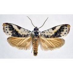 /filer/webapps/moths/media/images/S/scalifera_Trymalitis_A_NHMO.jpg