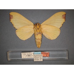 /filer/webapps/moths/media/images/R/regalis_Hypotrabala_AT_RMCA_02.jpg
