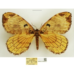 /filer/webapps/moths/media/images/O/orphne_Camerunia_AF_NHMUK.jpg