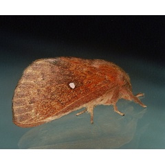 /filer/webapps/moths/media/images/A/argenteoguttata_Hypotrabala_A_Roland_01.jpg