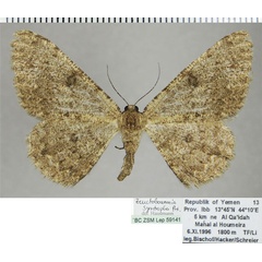 /filer/webapps/moths/media/images/S/syntropha_Zeuctoboarmia_AF_ZSM_01.jpg