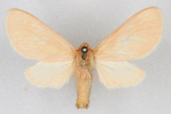 Metarctia subincarnata