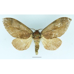 /filer/webapps/moths/media/images/G/gemella_Harpandrya_AF_Basquin.jpg