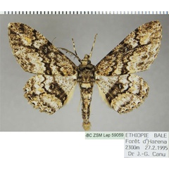 /filer/webapps/moths/media/images/E/etesiae_Cleora_AM_ZSMa.jpg