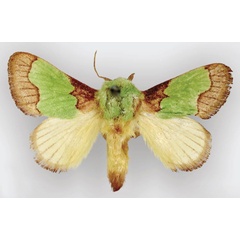 /filer/webapps/moths/media/images/A/ananii_Parasa_HT_ZMHB.jpg