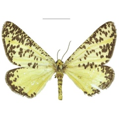 /filer/webapps/moths/media/images/E/elegans_Nothabraxas_PTF_ZSM_02.jpg