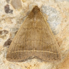 /filer/webapps/moths/media/images/E/extinctalis_Simplicia_A_Heyns_01.JPG