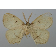 /filer/webapps/moths/media/images/L/larsa_Ectropona_HT_Kuhne.jpg