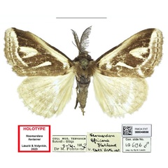 /filer/webapps/moths/media/images/F/fontainei_Neomardara_HT_RMCA.jpg