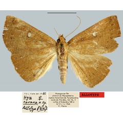 /filer/webapps/moths/media/images/N/navana_Ugia_AT_MNHN.jpg