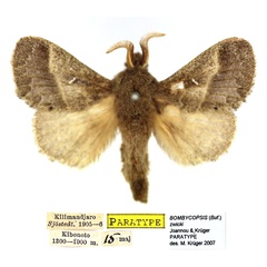 /filer/webapps/moths/media/images/Z/zwicki_Bombycopsis_PTM_SNHM_02.jpg