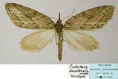 Protosteira decolorata