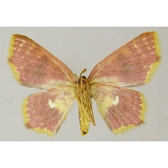 /filer/webapps/moths/media/images/T/tantale_Chrysocraspeda_AF_ZSMb.jpg