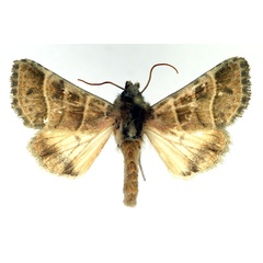 /filer/webapps/moths/media/images/B/bilineata_Engusanacantha_AM_Aulombard.jpg