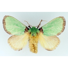 /filer/webapps/moths/media/images/V/viridimixta_Latoia_AF_TMSA.jpg