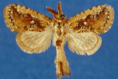 Moyencharia sommerlattei