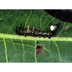 /filer/webapps/moths/media/images/I/ingens_Amyops_C_Roland_02_bpvEgfF.jpg
