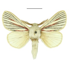 /filer/webapps/moths/media/images/N/nigrolineata_Grammodora_AM_ANHRT.jpg
