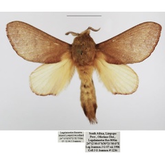 /filer/webapps/moths/media/images/D/discocellularis_Ptyssophlebia_AM_TMSA_01.jpg